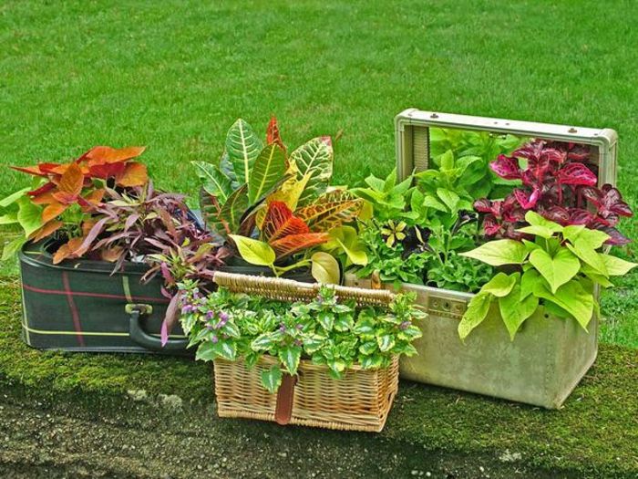 balkon saksı kutusu ve çiçek saksıları olarak tahıllar bavul yeniden şekillendirmek yeşil bitkiler kullanın
