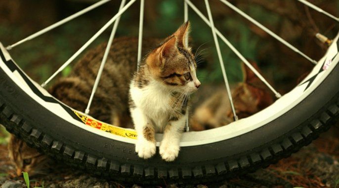 02 dulce Cat Baby, biciclete cool Foto pisici dulce
