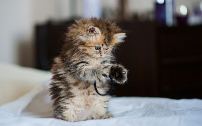 05 Funny Pisici Imagini de jocuri de noroc-Kittens
