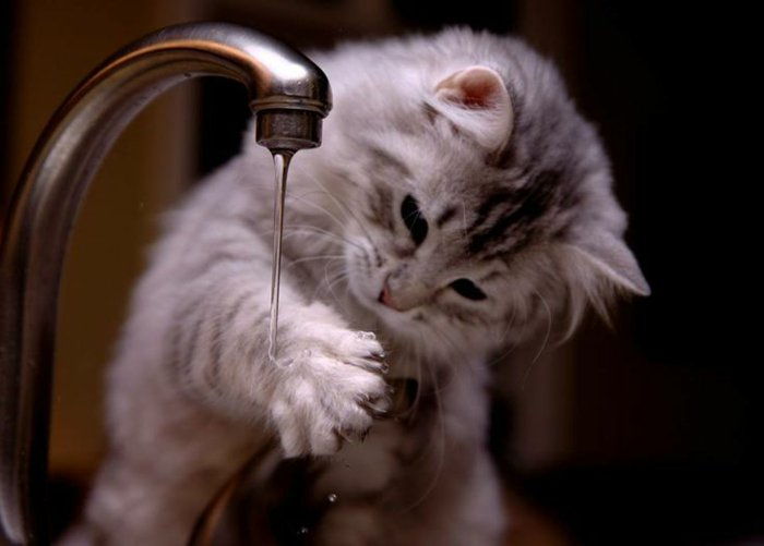 09 Funny Kitten-joc-cu-the-Water