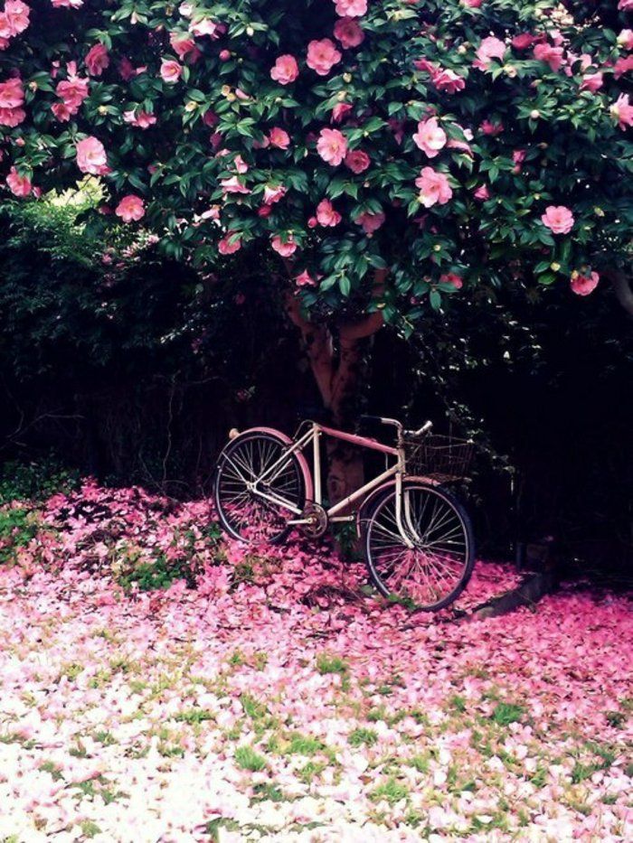 pembe çiçekler Tatlı pembe bisiklet ile 11 Ağaç