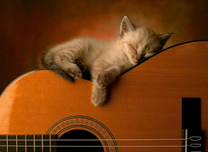 12 dulce-Picture Baby Kitten-adormit-la-the-chitara
