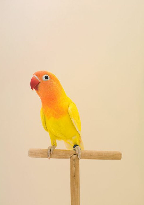 orange papegøye-rød-oransje-gul