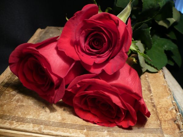 gift-med-Roses-by-special-Augenblicke