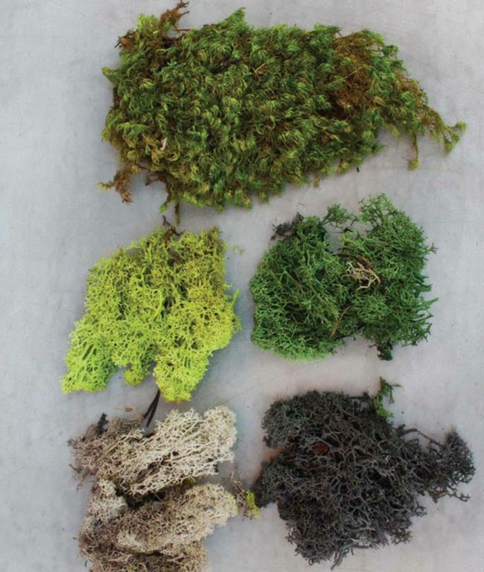 Bir DIY projesi için farklı yosun türleri