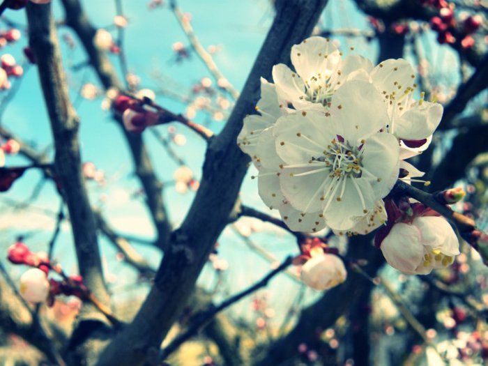 7 Vit Blossom Symbol för Spring