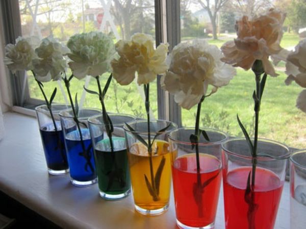 pomysły na przybory do przedszkola - białe kwiaty w kolorowej wodzie - tuż przy oknie