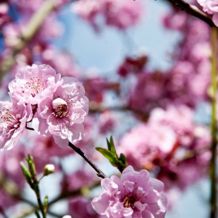 8-pembe çiçekler Bahar Sembol