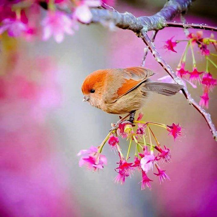 9-tidiga våren-images-mindre söt fågel