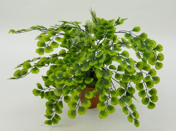 Adianthumbusch pedatum-art rastlina zelena