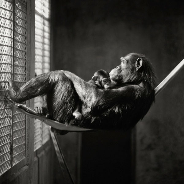 čiernobiele fotografie opice Hojdacia sieť