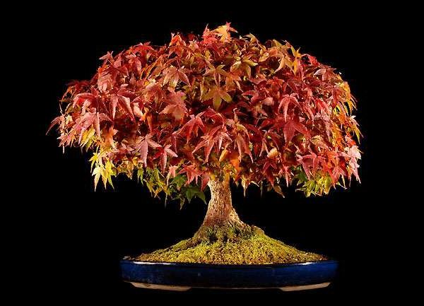 Rudens spalvos-ne-Bonsai