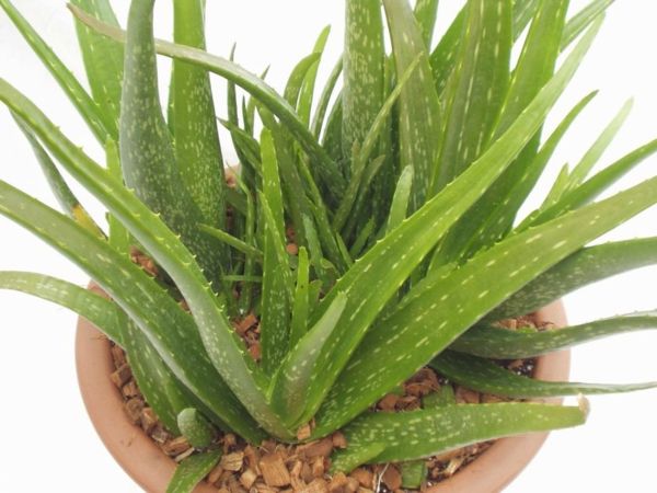 Aloe vera jedlé exoticky izbové rastliny-in-hrnca
