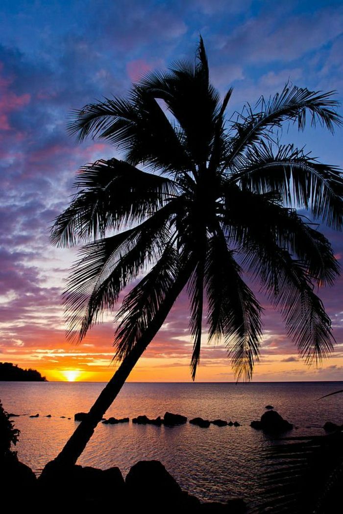 Anini Paplūdimys Kauai Havajų palmių saulėlydis