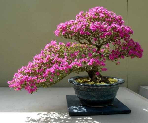 Žiedai-in-bonsai