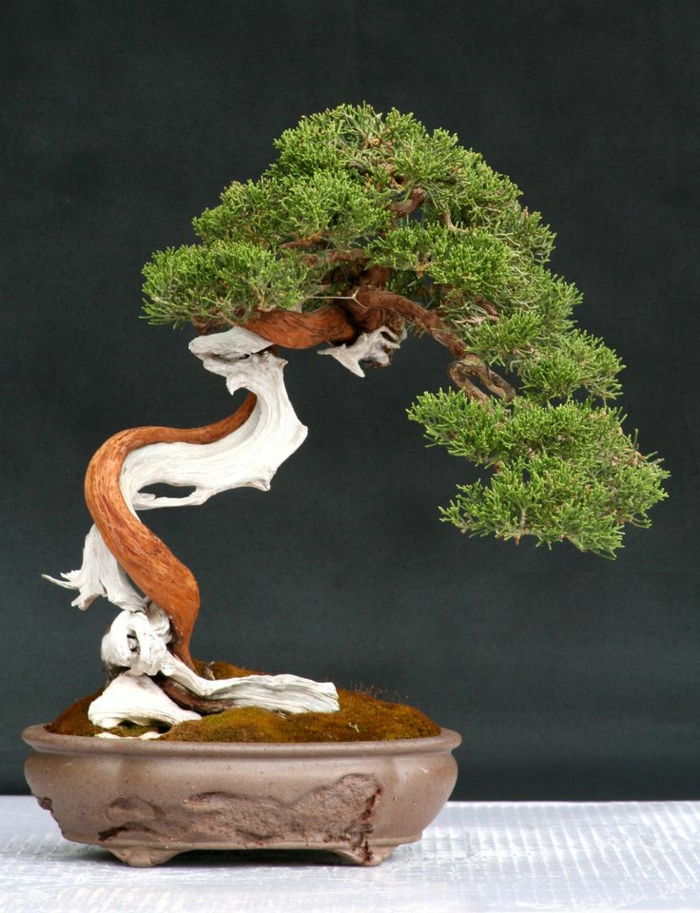 Bonsai Tree zanimiva oblika prvotna-art