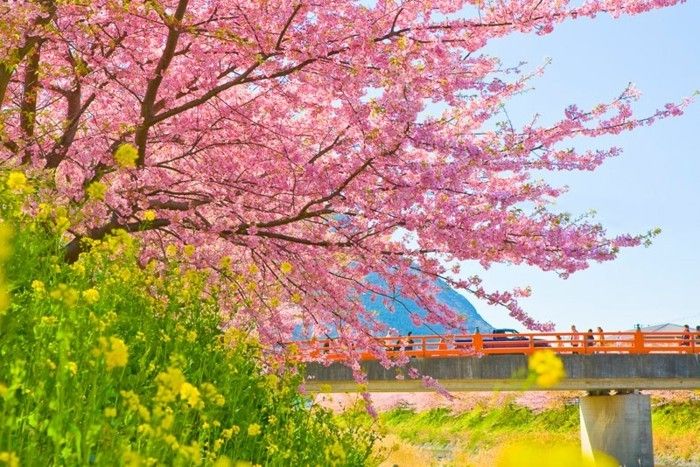 Cel mai bun timp de călătorie Japonia-over-the-Podul