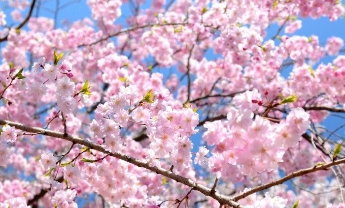 Cel mai bun timp de călătorie Japonia în primăvară