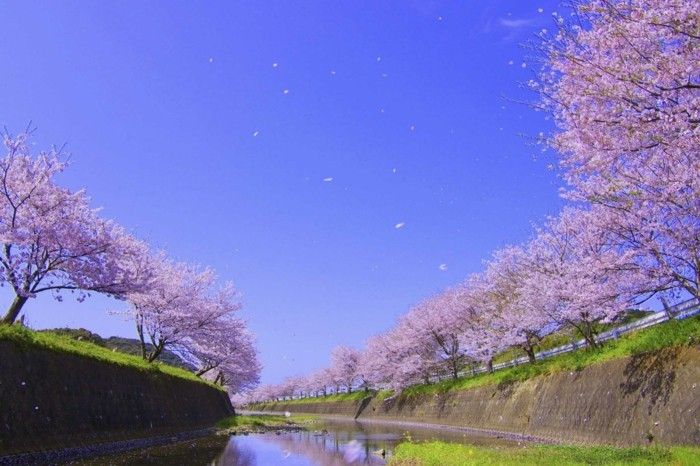 Cel mai bun timp de călătorie Japonia-este-cu-floare de cireș