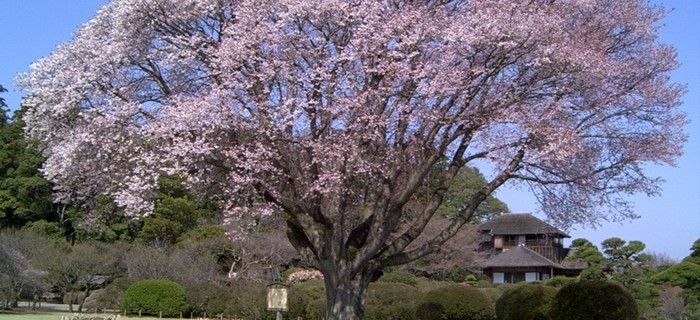 Cel mai bun timp de călătorie Japonia-și-the-tradiționale-case