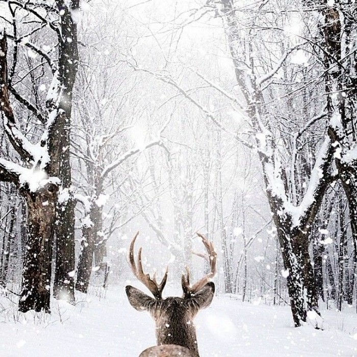 chladné zimné obrázky snímku s zimnej motívmi jeleňa v lese snehu