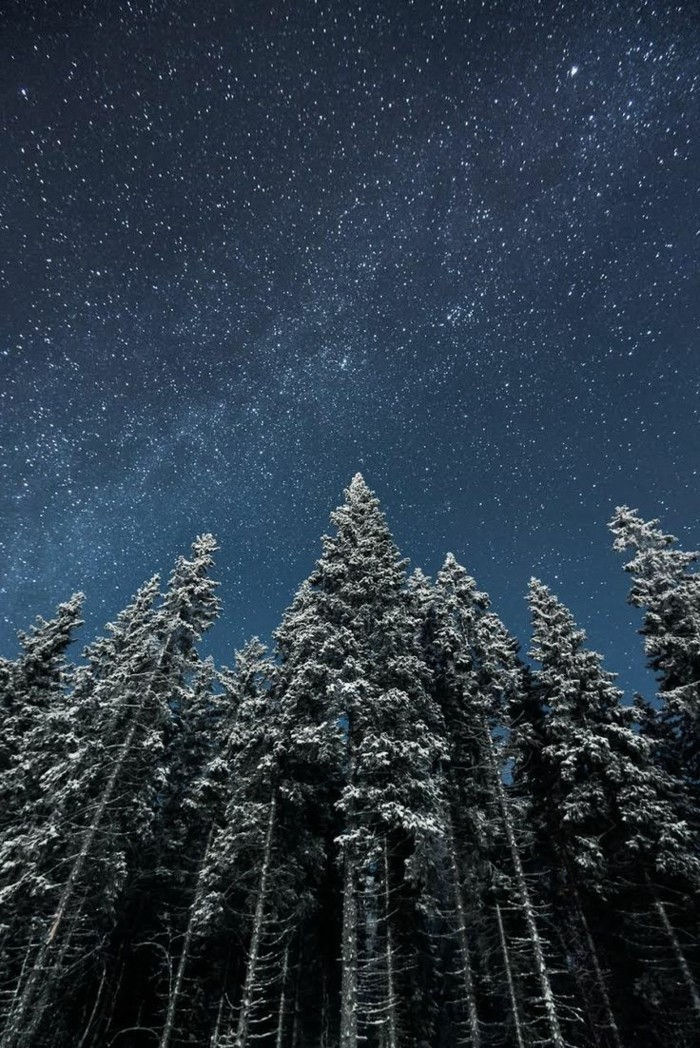 Fotografie zimnej krajiny Fínsko-veľké stromy