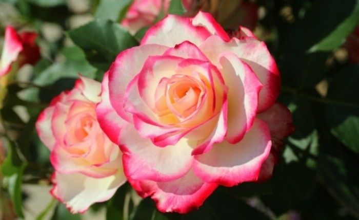 Slika z Rose roza-to-the-Randen