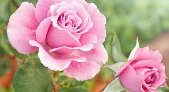 Imagine cu Rose de culoare foarte luminoase roz-