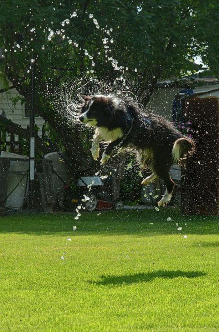 Bilder av hundar-playing-in Garden Water