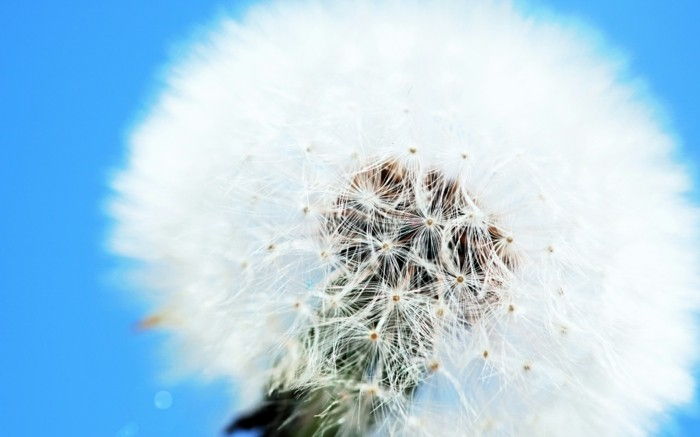 Imagini cu Păpădie ca o floare albă