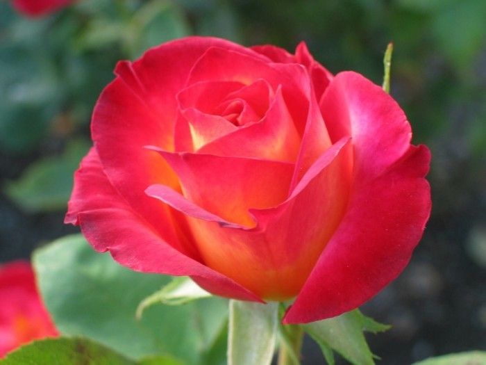 Imagini ale Rose-floare-așa-scurt