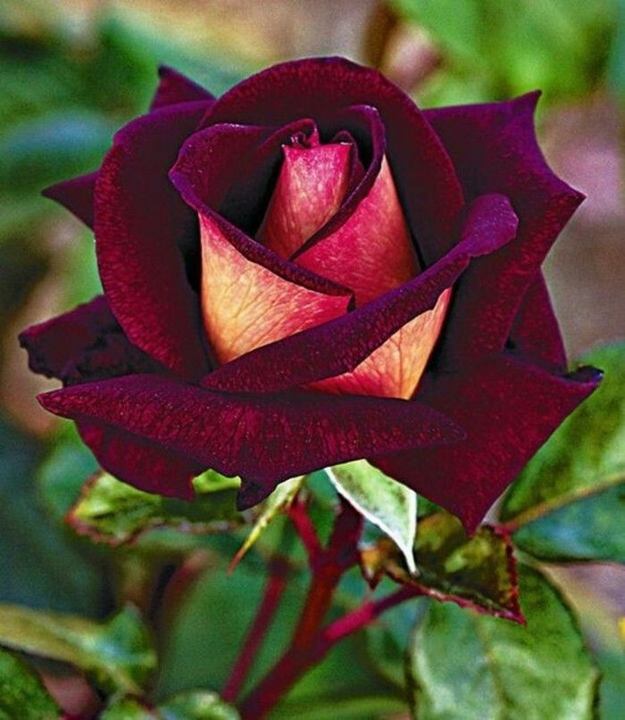 Imagine a Rose de culoare roșu închis