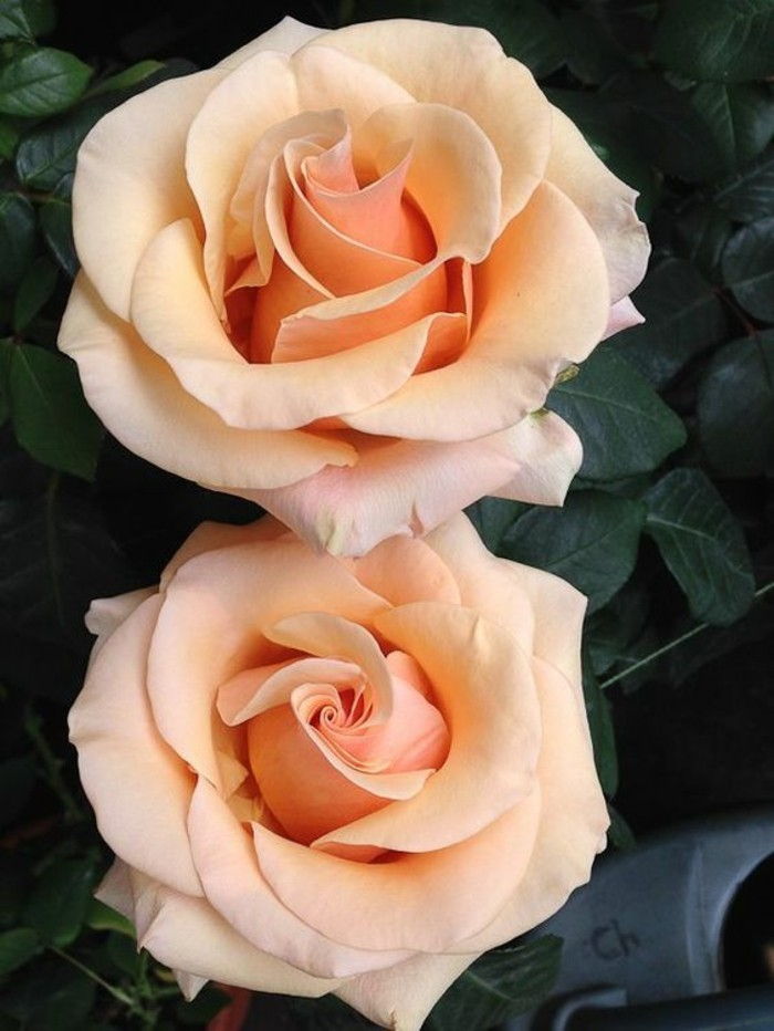 Slika Rose, v svetlih barvah oranžne