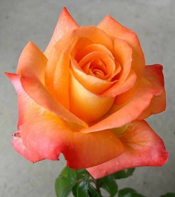 Slika Rose v oranžni barvi