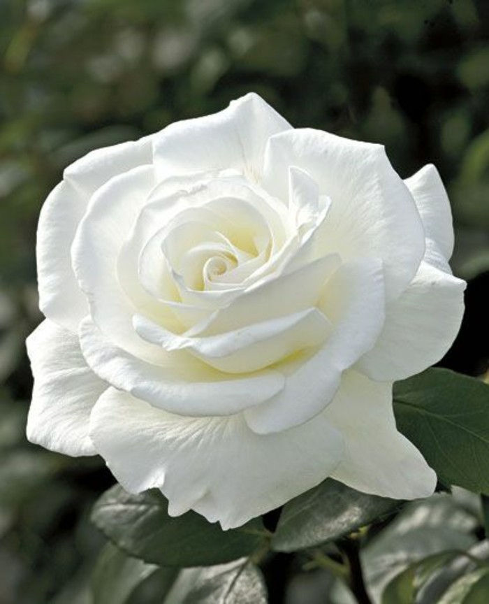 Imagine a Rose în alb culoare