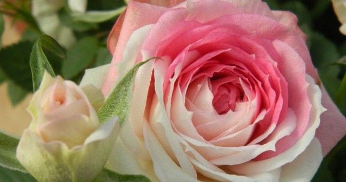 Slika Rose v dveh barvah