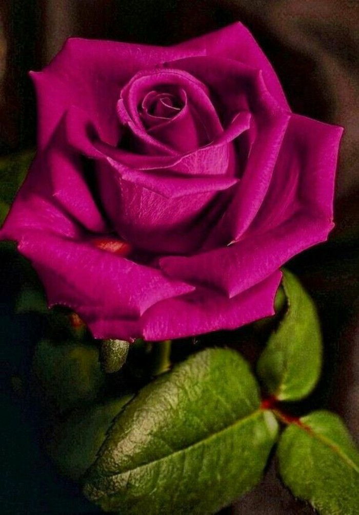 Slika Rose z listi