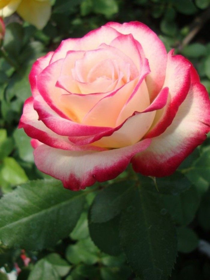Slika Rose roza-bela