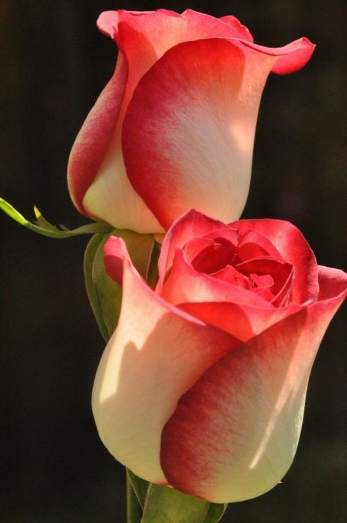 Imagine a Rose două flori