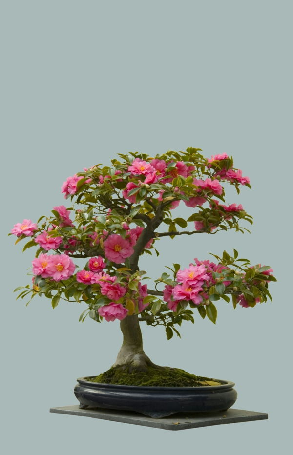 Žydintys Bonsai rūšių