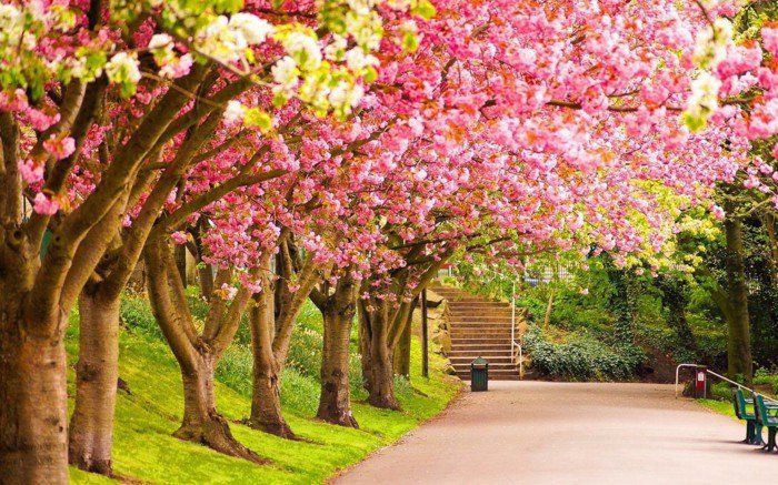 Flowertrees-as-simbolis pavasarį