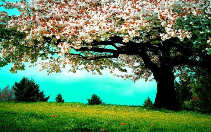Blossom treet i fjær friskt gress