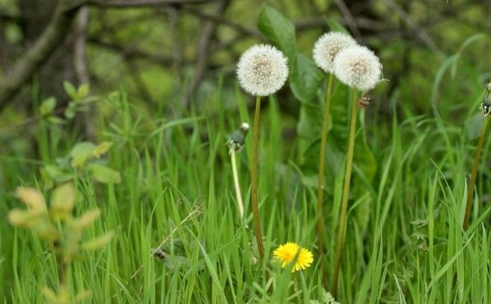 Rozkvetu Dandelion the-old-and-the-young