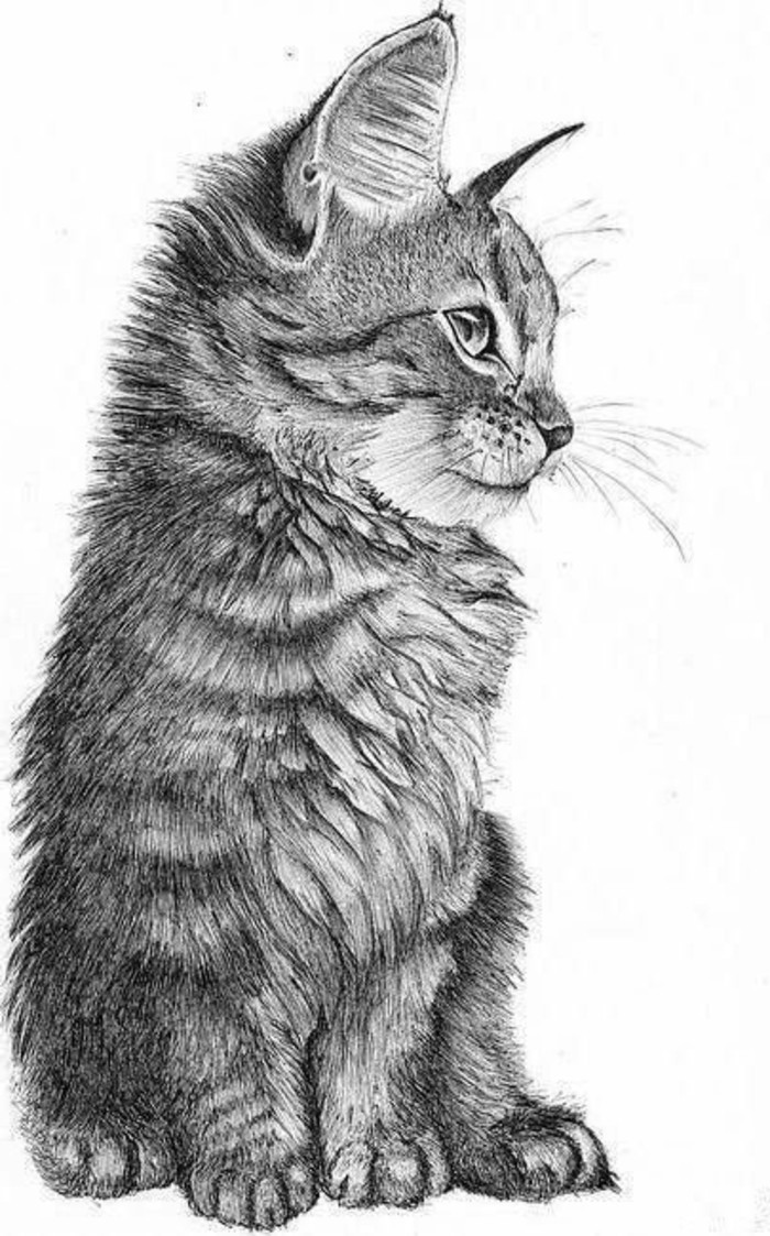 Svinčnik risbe-a-sladko-malo mačka