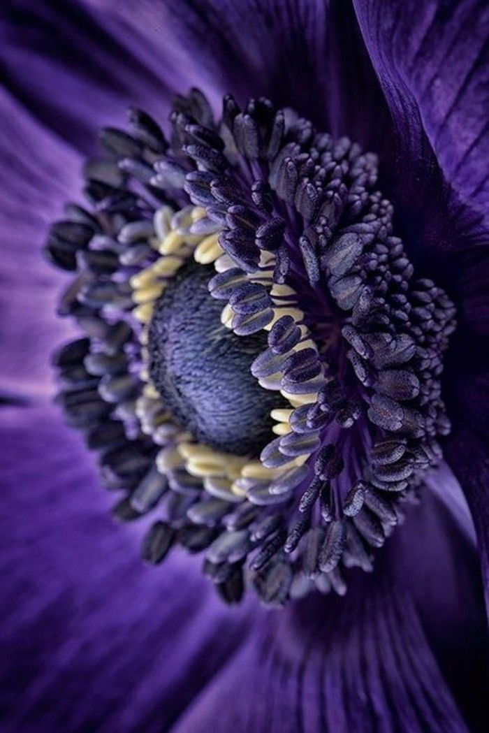 Violet flori Poze flori-in-violet închis culoare fotografiat-de-nah