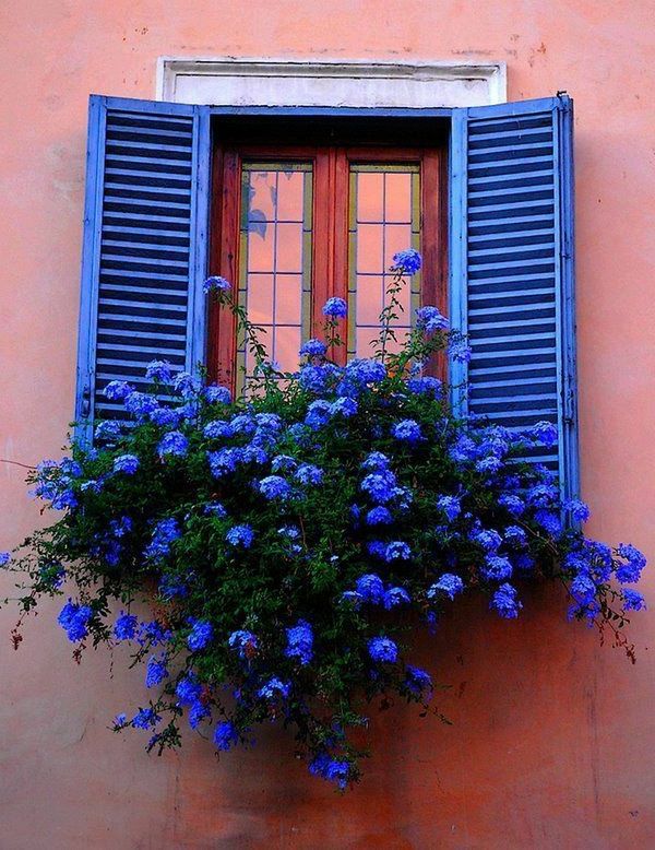 Truhlík-by-the-balkón-modrá okenné rámy kvet Modré