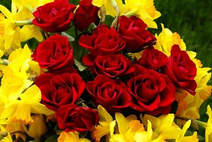 Buchete de imagini Daffodil și trandafiri