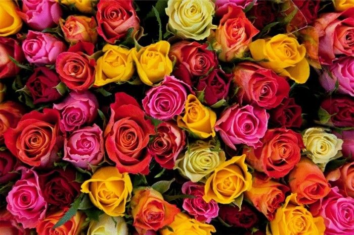 Buchete de imagini cu-trandafiri-in-multe-culori