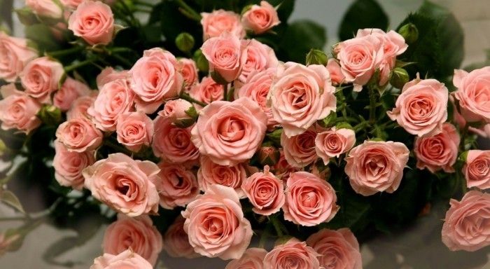 Buchete imagini cu trandafiri roz-