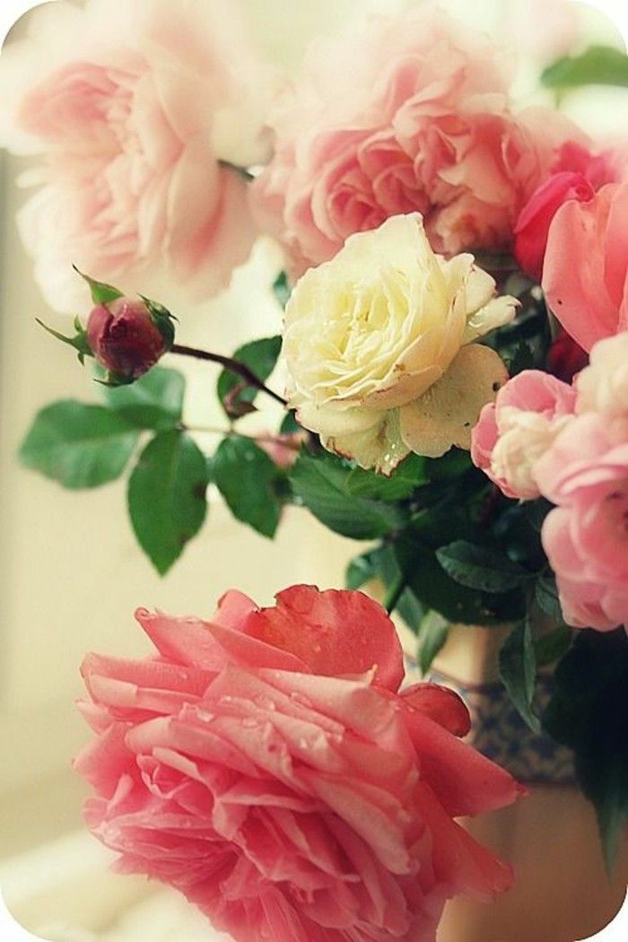 Buchete poze trandafiri roz alb-și-